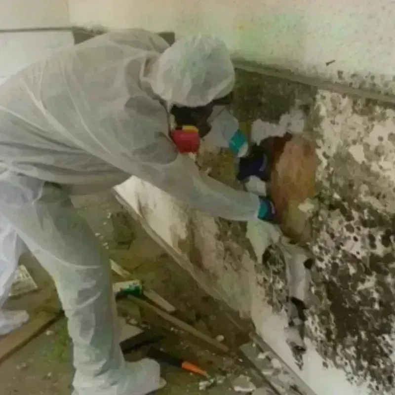 Mold Remediation and Removal in Inman, KS